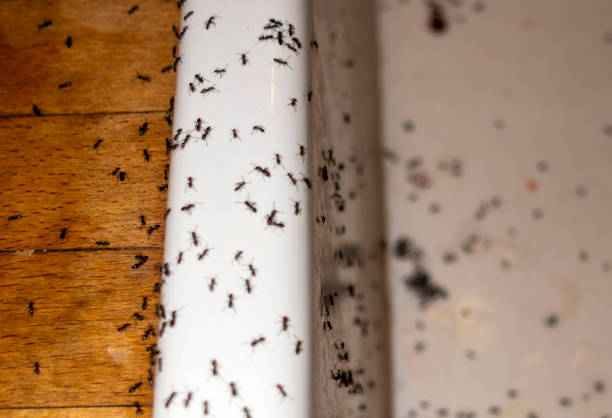 Best Bed Bug Extermination  in Neodesha, KS